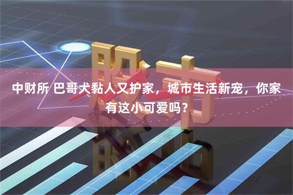 中财所 巴哥犬黏人又护家，城市生活新宠，你家有这小可爱吗？