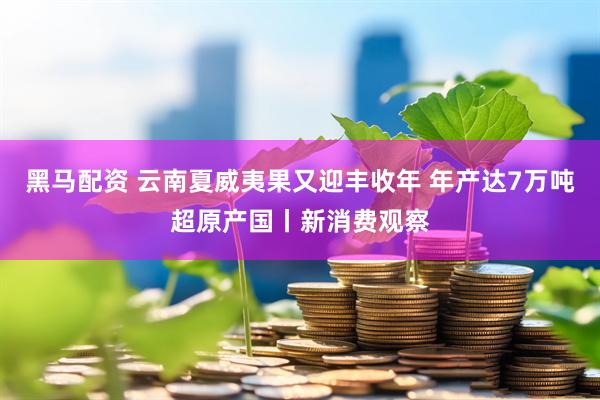 黑马配资 云南夏威夷果又迎丰收年 年产达7万吨超原产国丨新消费观察
